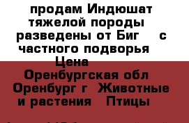  продам Индюшат тяжелой породы , разведены от Биг 6, с частного подворья. › Цена ­ 300 - Оренбургская обл., Оренбург г. Животные и растения » Птицы   